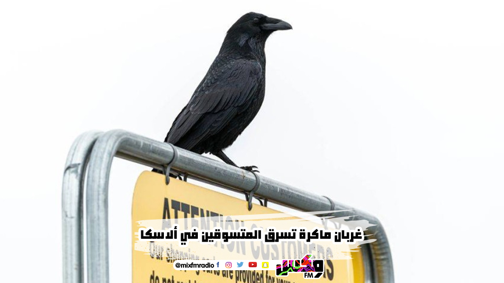 غربان ماكرة تسرق المتسوقين في ألاسكا