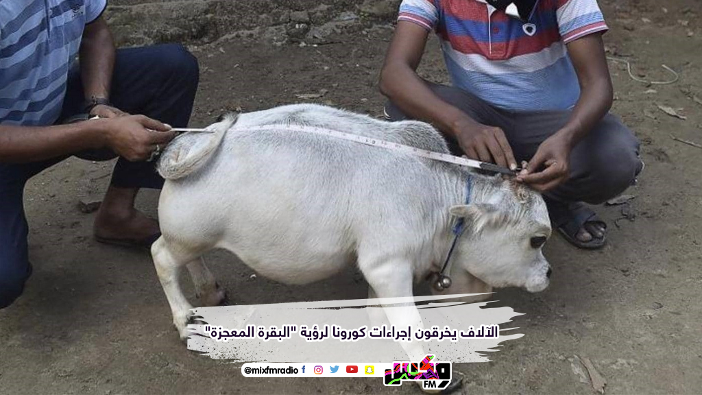 الآلاف يخرقون إجراءات كورونا لرؤية "البقرة المعجزة"