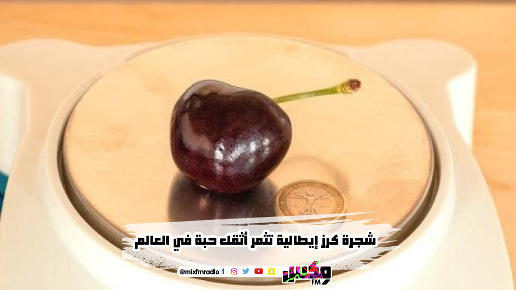 شجرة كرز إيطالية تثمر أثقل حبة في العالم