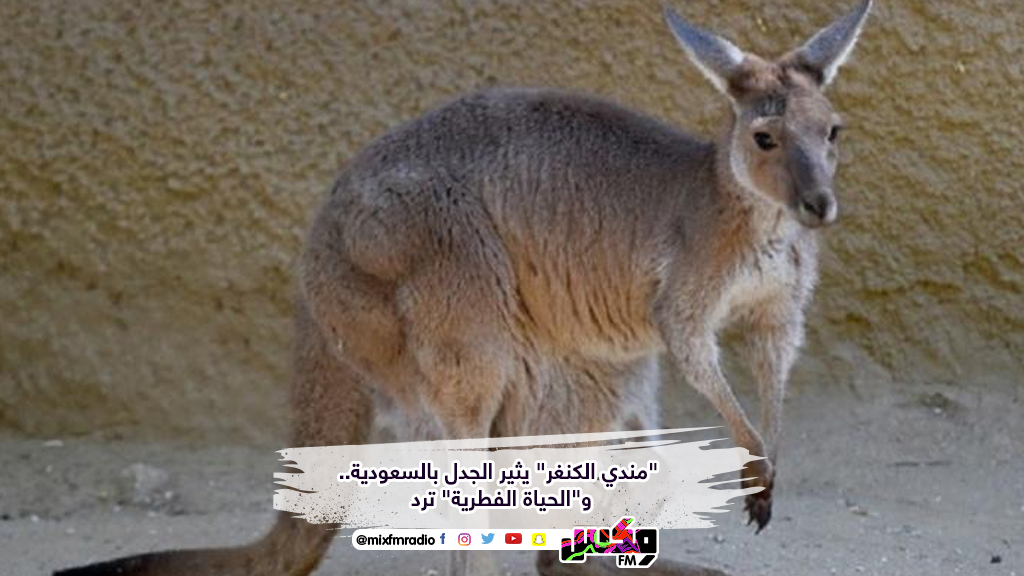 "مندي الكنغر" يثير الجدل بالسعودية.. و"الحياة الفطرية" ترد