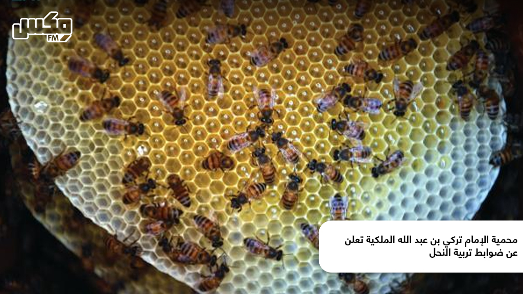 محمية الإمام تركي بن عبد الله الملكية تعلن عن ضوابط تربية النحل