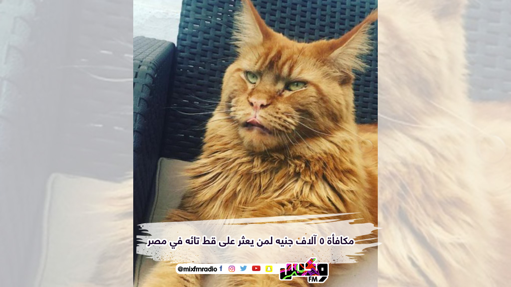 مكافأة 5 آلاف جنيه لمن يعثر على قط تائه في مصر