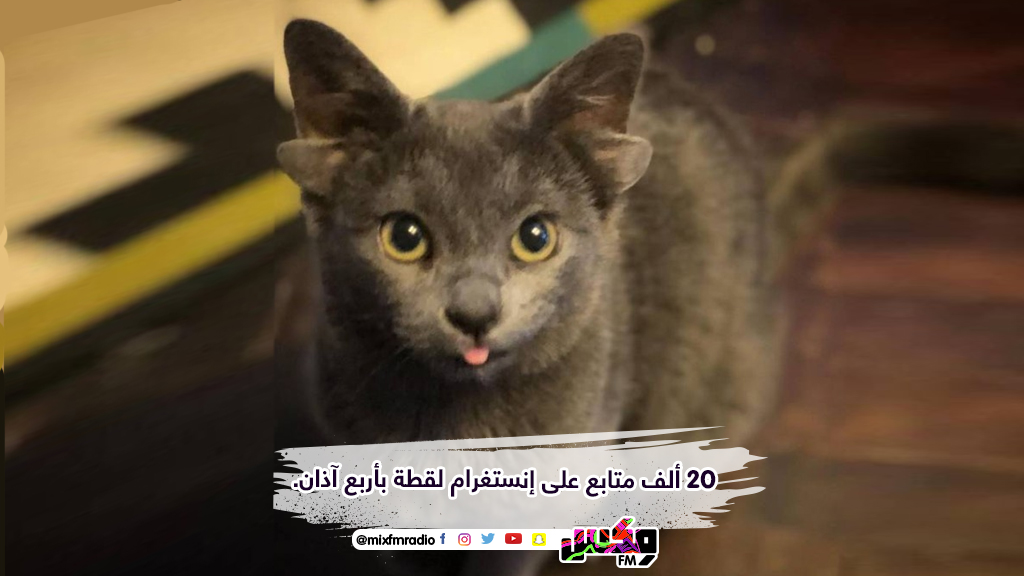 20 ألف متابع على إنستغرام لقطة بأربع آذان