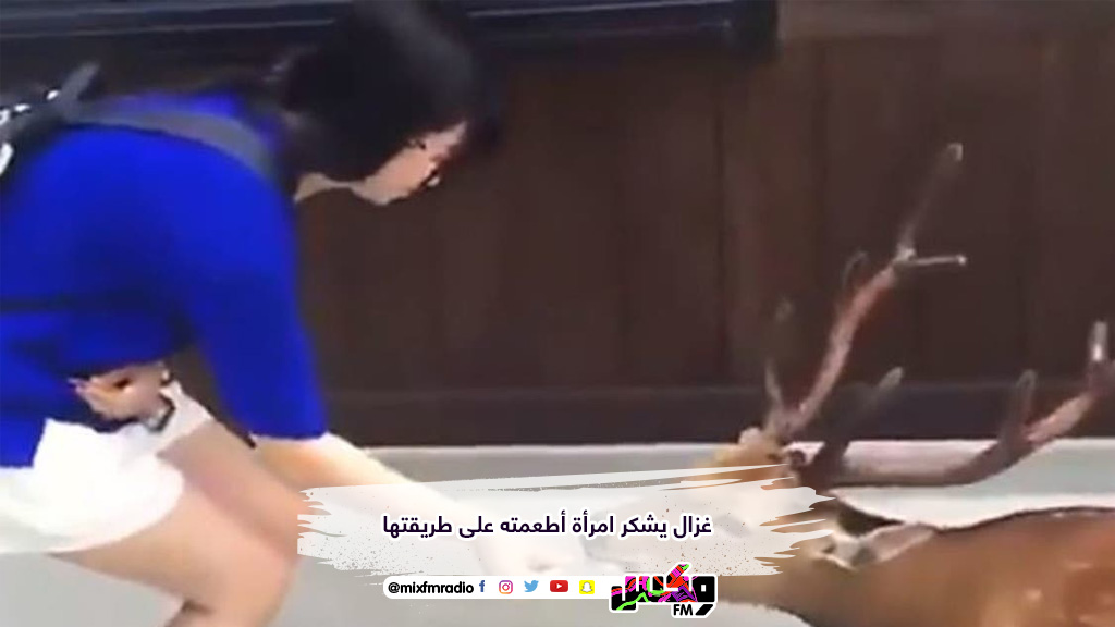 غزال يشكر امرأة أطعمته على طريقتها