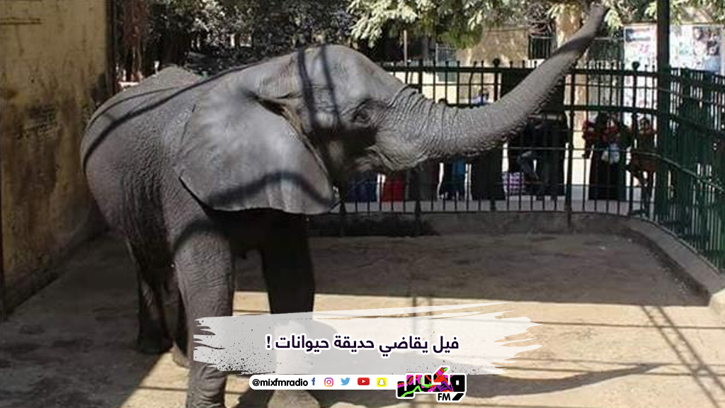فيل يقاضي حديقة حيوانات !