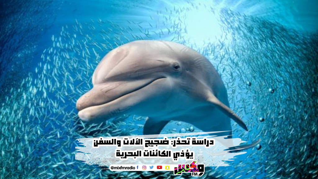 دراسة تحذر: ضجيج الآلات والسفن يؤذي الكائنات البحرية