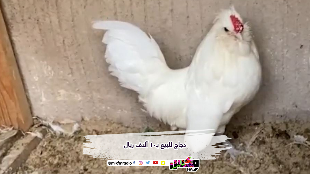 دجاج للبيع بـ10 آلاف ريال