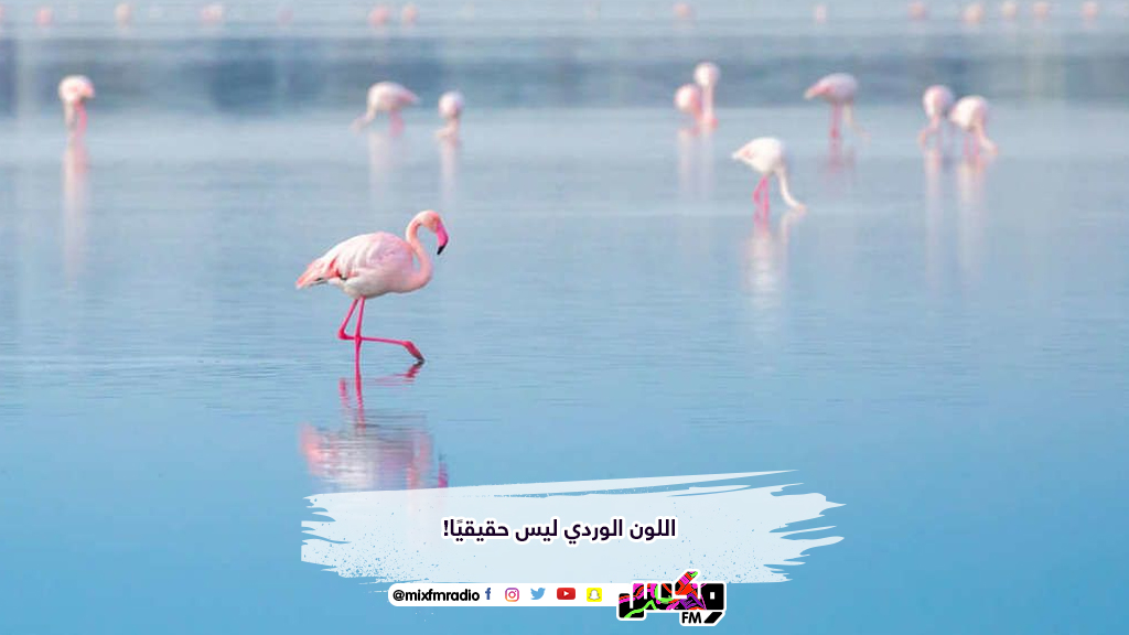 اللون الوردي ليس حقيقيًا!