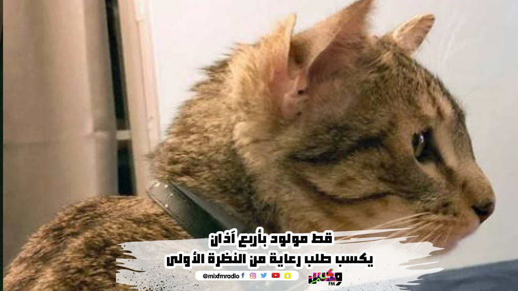 قط مولود بأربع آذان يكسب طلب رعاية من النظرة الأولى