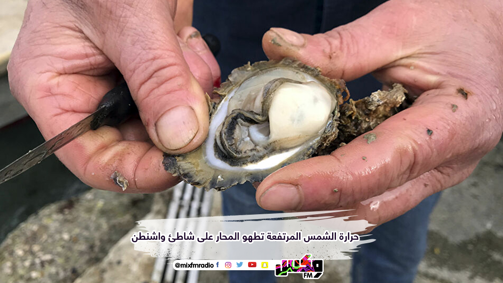 حرارة الشمس المرتفعة تطهو المحار على شاطئ واشنطن