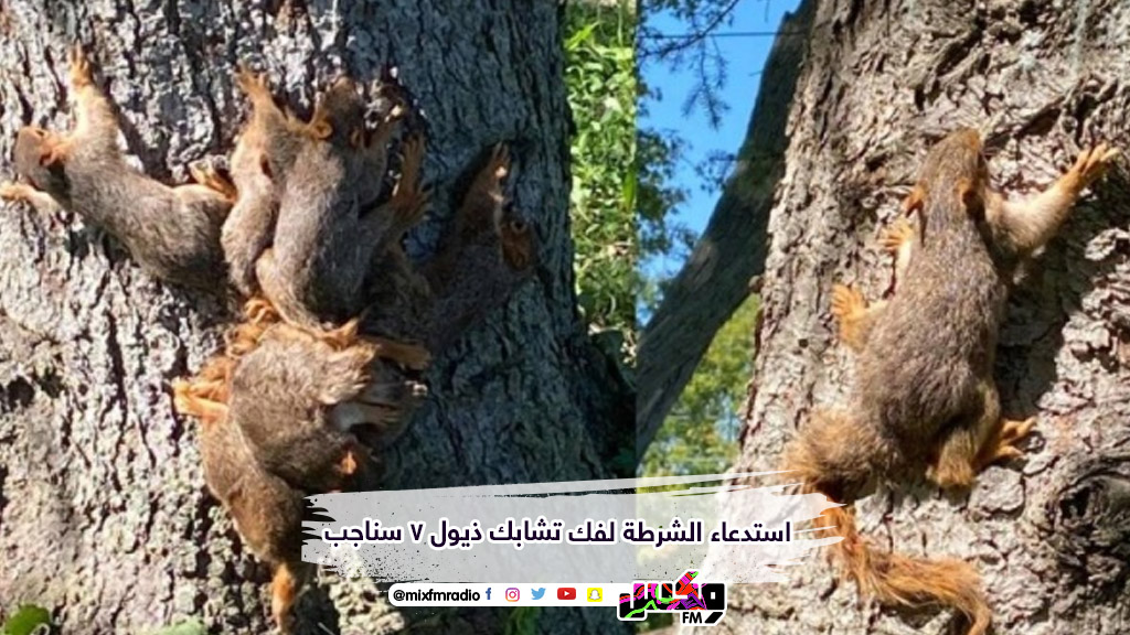 استدعاء الشرطة لفك تشابك ذيول 7 سناجب