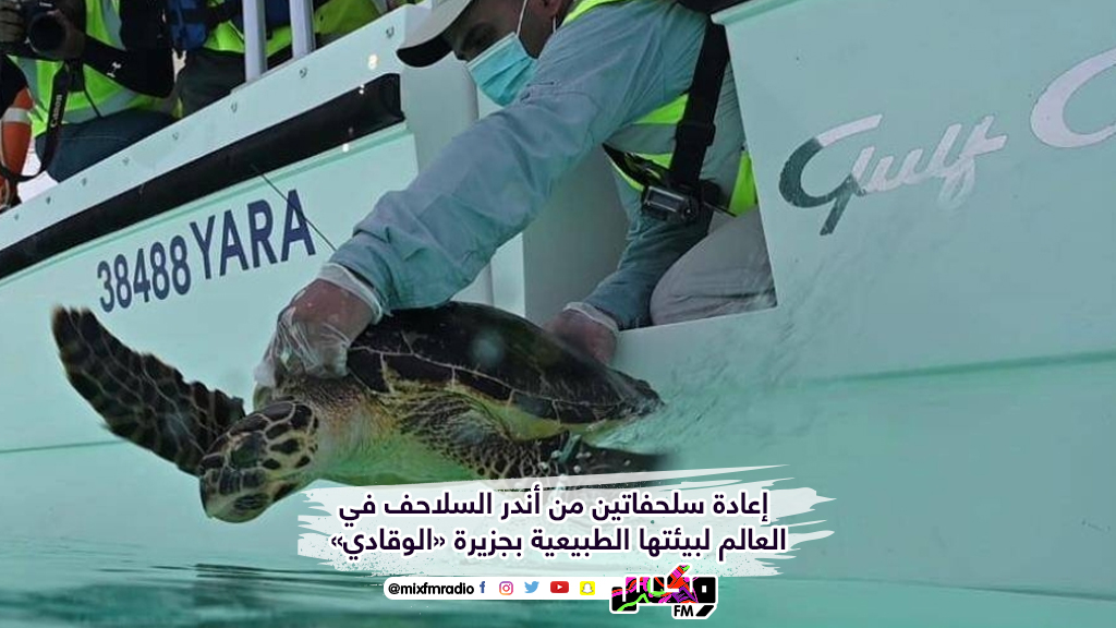 إعادة سلحفاتين من أندر السلاحف في العالم لبيئتها الطبيعية بجزيرة «الوقادي»