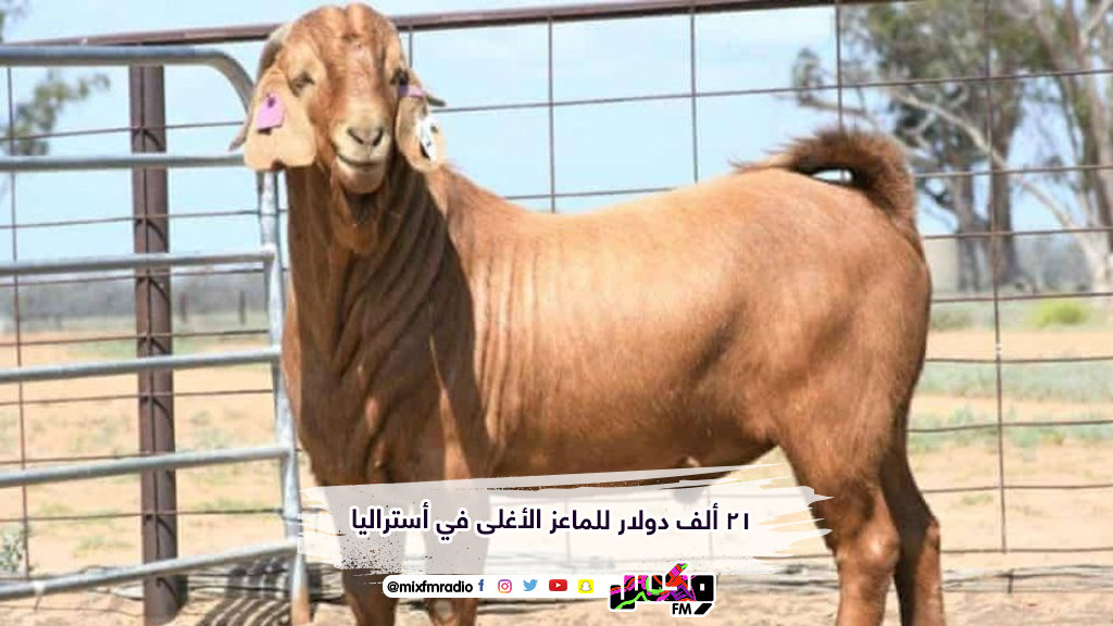21 ألف دولار للماعز الأغلى في أستراليا