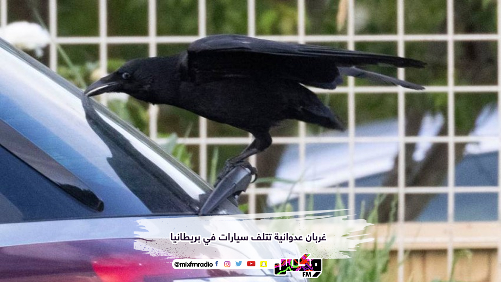 غربان عدوانية تتلف سيارات في بريطانيا