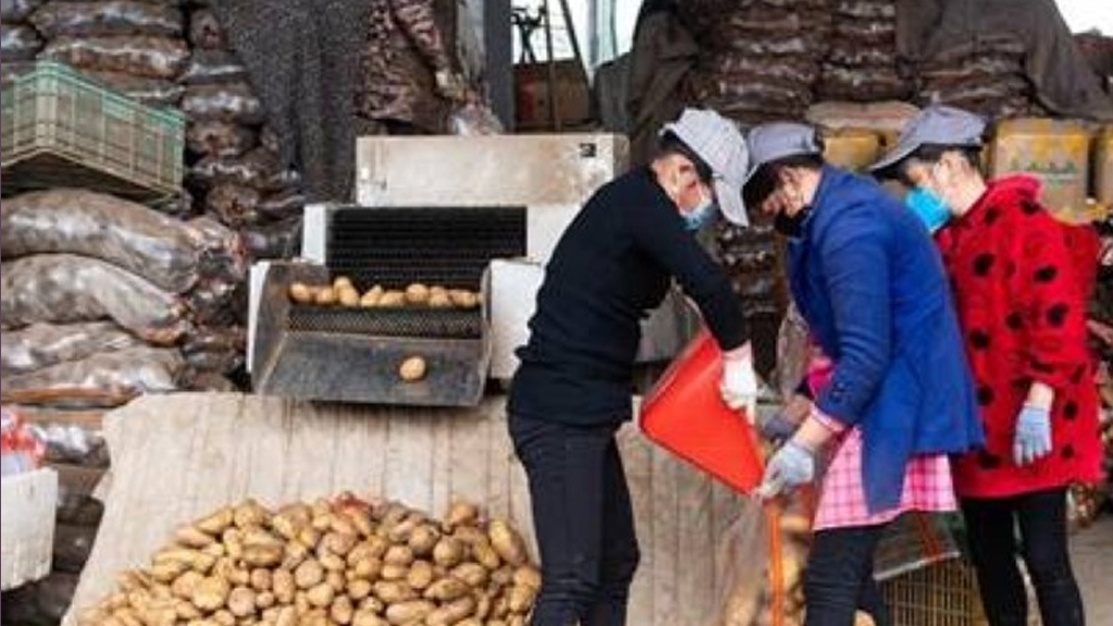 شحنة بطاطس توحد سكان مدينة