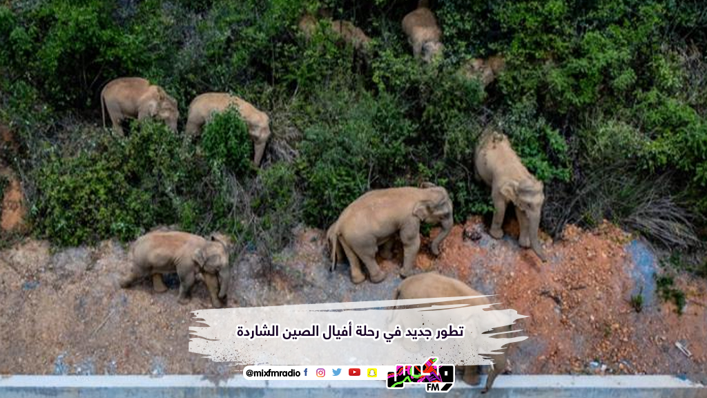 تطور جديد في رحلة أفيال الصين الشاردة