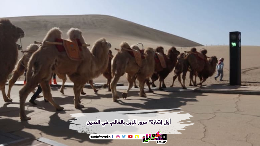 أول إشارة" مرور للإبل بالعالم..في الصين