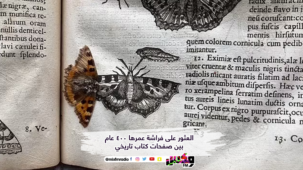 العثور على فراشة عمرها 400 عام بين صفحات كتاب تاريخي