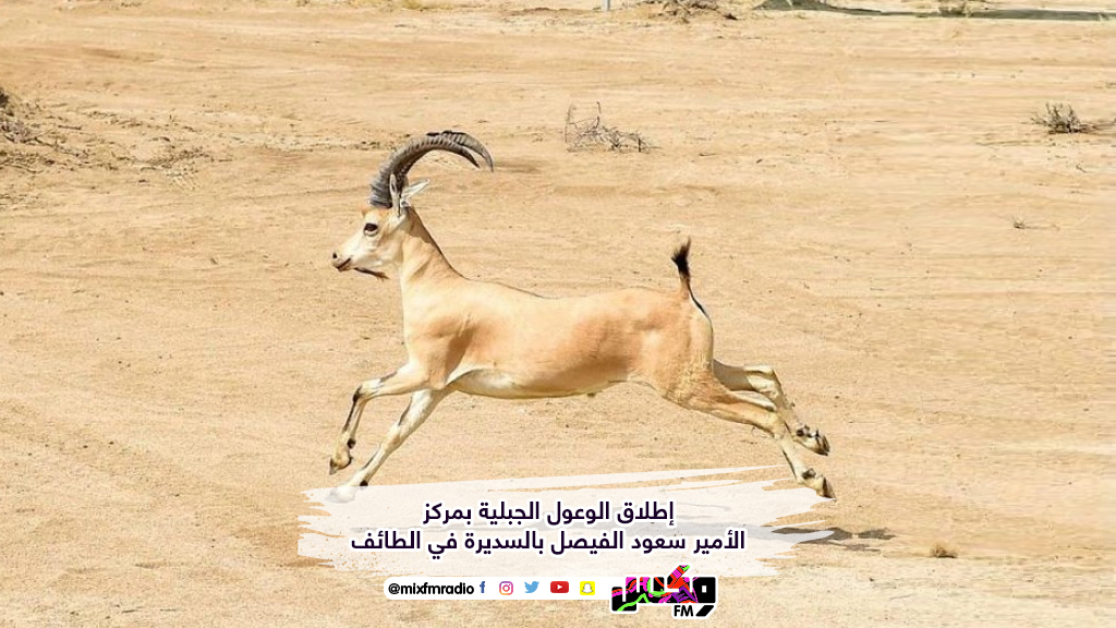 إطلاق الوعول الجبلية بمركز الأمير سعود الفيصل بالسديرة في الطائف