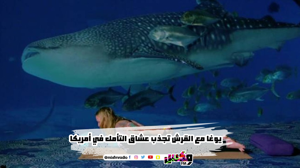 يوغا مع القرش تجذب عشاق التأمل في أمريكا