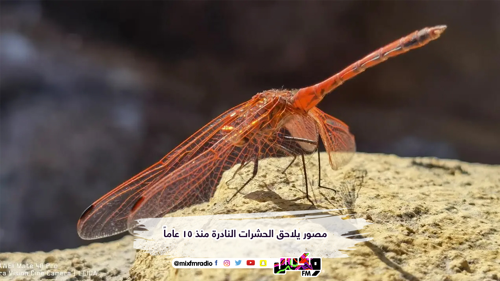 مصور يلاحق الحشرات النادرة منذ 15 عاماً
