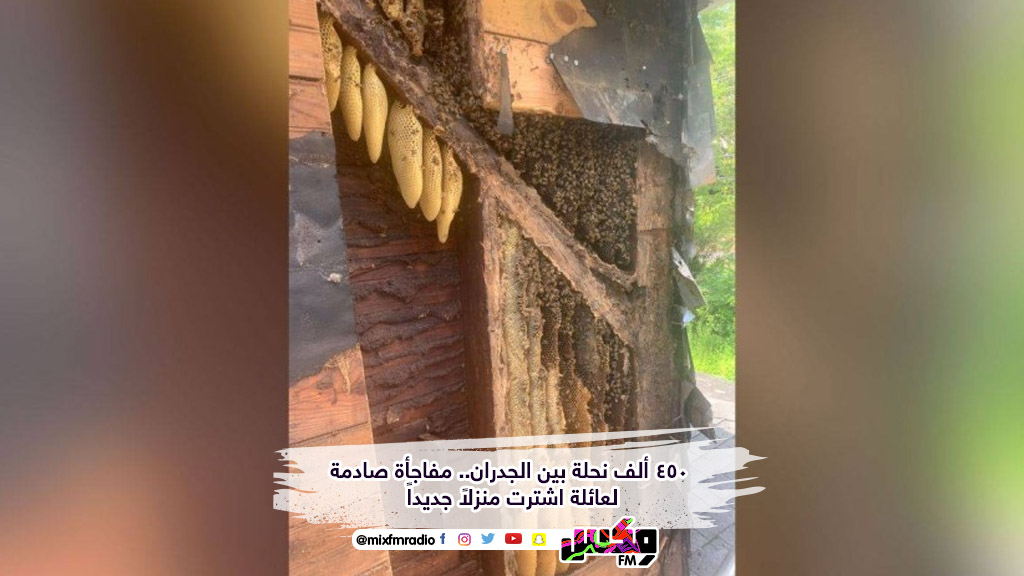 450 ألف نحلة بين الجدران.. مفاجأة صادمة لعائلة اشترت منزلاً جديداً