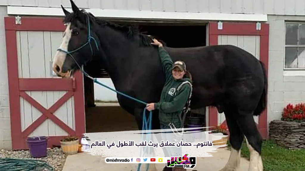 فانتوم.. حصان عملاق يرث لقب الأطول في العالم