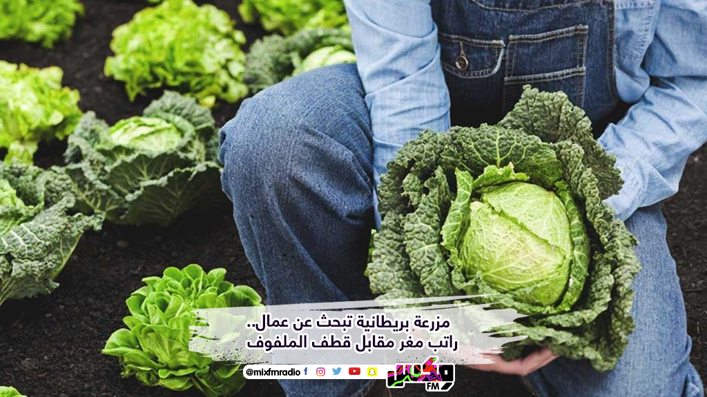 مزرعة بريطانية تبحث عن عمال.. راتب مغر مقابل قطف الملفوف