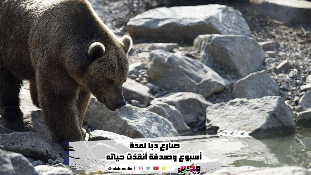 صارع دب لمدة أسبوع وصدفة أنقذت حياته