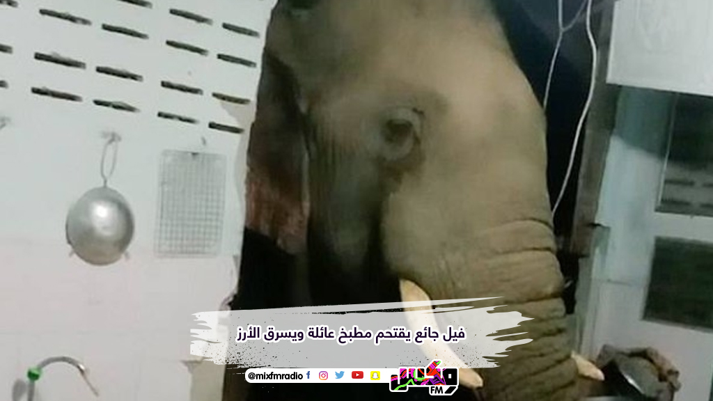 فيل جائع يقتحم مطبخ عائلة ويسرق الأرز