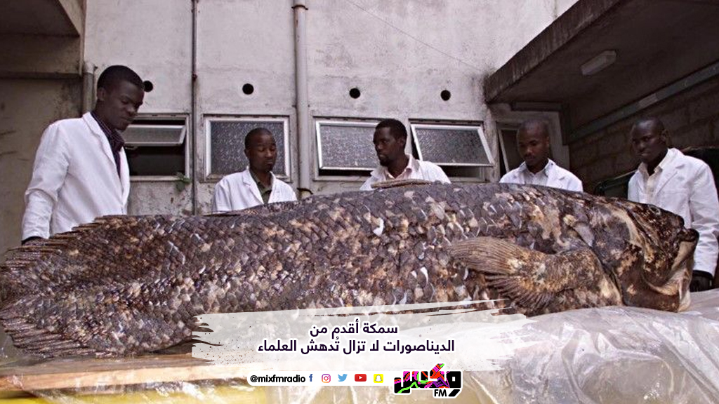 سمكة أقدم من الديناصورات لا تزال تُدهش العلماء
