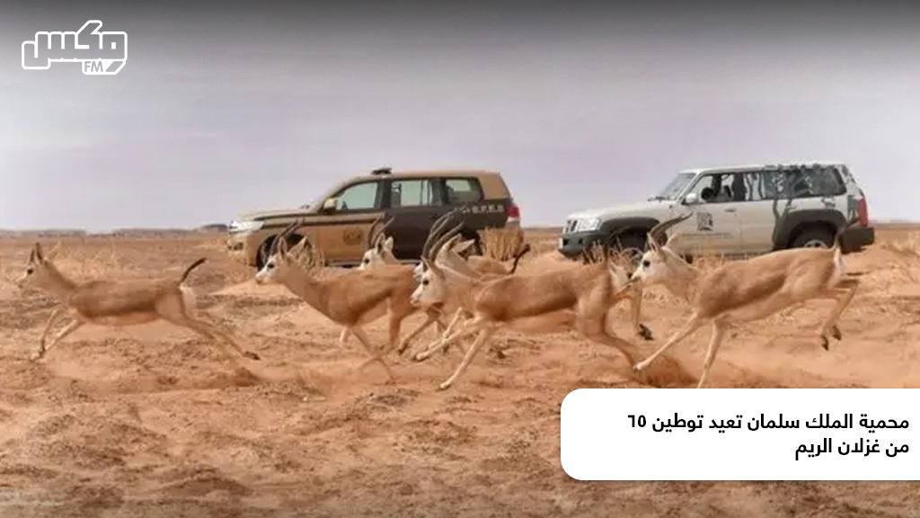 محمية الملك سلمان تعيد توطين 65 من غزلان الريم